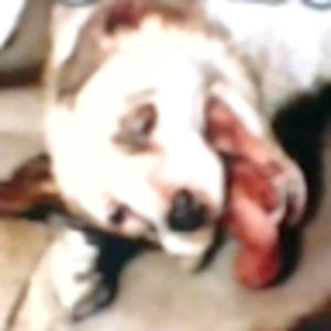 Meet your Posher, Carl